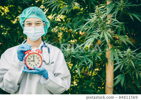 Doctor hand holding times clock in Sativa Cannabis Marijuana plant legal agriculture farm. 84811569