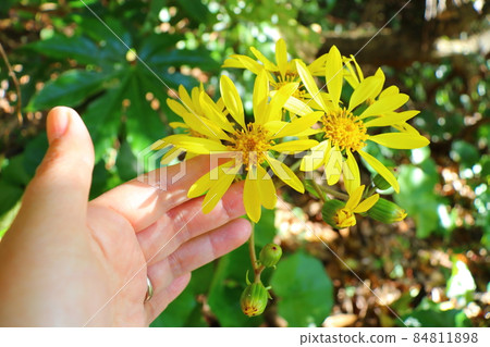 Leopard plant flower hand Leopard plant flower hand 84811898