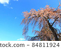Landscape of weeping cherry blossoms and blue sky 84811924