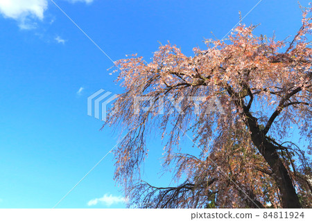 Landscape of weeping cherry blossoms and blue sky 84811924