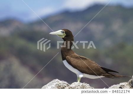 Ogasawara gannet Ogasawara gannet 84812174