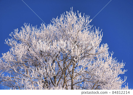 Rime trees in the eastern Hokkaido region during the midwinter 84812214