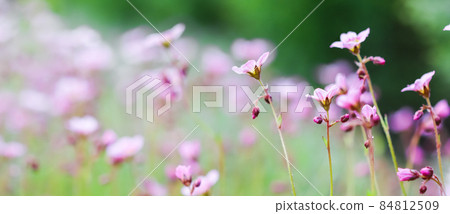 Delicate white pink flowers of Saxifrage moss in spring garden. Floral background Delicate white pink flowers of Saxifrage moss in spring garden. Floral background 84812509