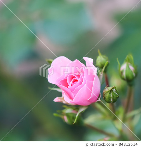Soft pink rose Bonica with buds in the garden. Perfect for background of greeting cards for birthday, Valentine's Day and Mother's Day Soft pink rose Bonica with buds in the garden. Perfect for background of greeting cards for birthday, Valentine's Day and Mother's Day 84812514