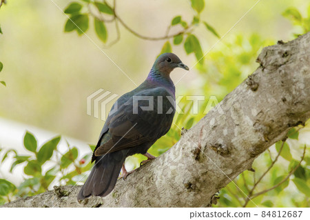 Ogasawara Japanese Wood Pigeon Ogasawara Japanese Wood Pigeon 84812687