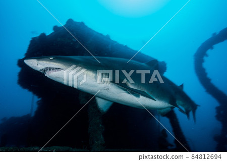 Ogasawara sunken ship and sand tiger shark 84812694