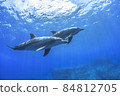 Ogasawara Two Minami Bottlenose Dolphins 84812705