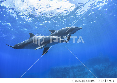 Ogasawara Two Minami Bottlenose Dolphins Ogasawara Two Minami Bottlenose Dolphins 84812705