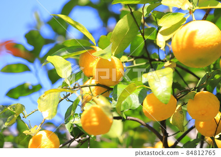 Yuzu fruit that is about to be harvested 84812765