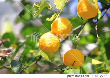 Yuzu fruit that is about to be harvested Yuzu fruit that is about to be harvested 84812766