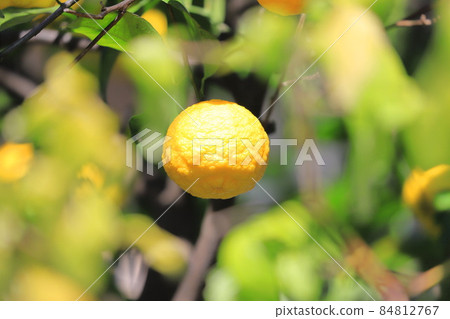 Yuzu fruit that is about to be harvested 84812767