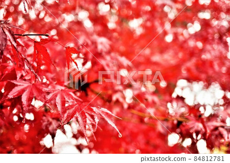 Japanese maple colored in red 84812781