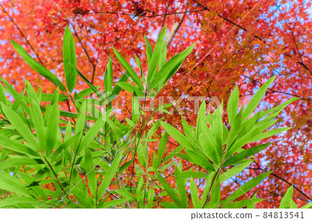 Autumnal leaves and bamboo leaves 84813541