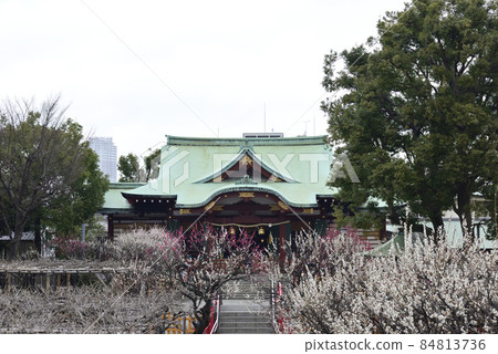 Kameido Tenjin Shrine (main shrine) Red and white plum Kameido Tenjin Shrine (main shrine) Red and white plum 84813736