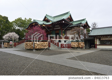 Kameido Tenjin Shrine (main shrine) Red and white plum Kameido Tenjin Shrine (main shrine) Red and white plum 84813763