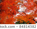 改變葉子的Momiji 改變葉子的Momiji 84814382
