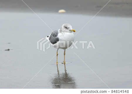 Sea-gull gull 84814548