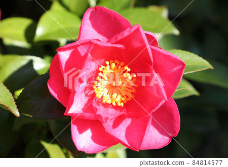 Sasanqua Santena Sasanqua Santena 84814577