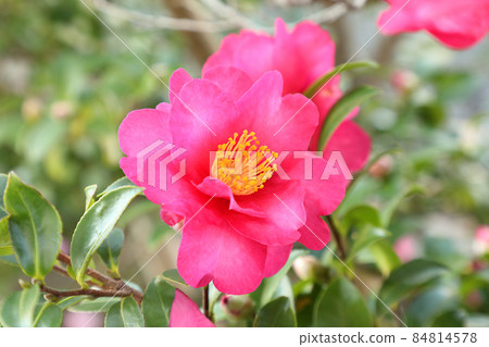 Sasanqua Santena Sasanqua Santena 84814578