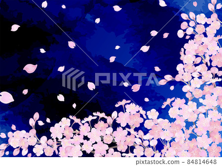 Night cherry blossoms and cherry blossoms 84814648