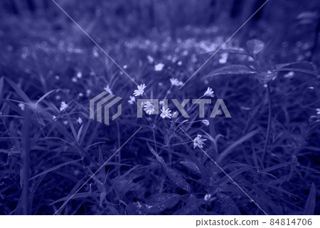 Very Peri PANTONE 17-3938 the color trend of 2022. Natural gradient with a palette of main color of year 84814706