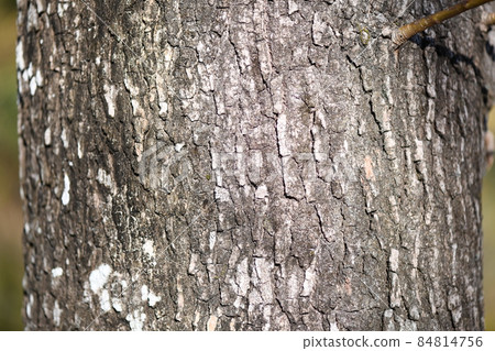Bark of sweetgum (autumn leaves maple) Bark of sweetgum (autumn leaves maple) 84814756