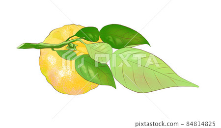 柚子用樹枝和樹葉的插圖 84814825