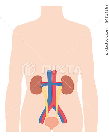製作腎臟 84814865