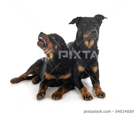 french shepherd and rottweiler in studio 84814889