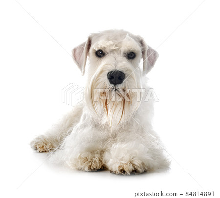 miniature white schnauzer in studio 84814891