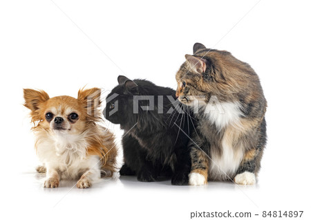 Kurilian Bobtails and chihuahua 84814897