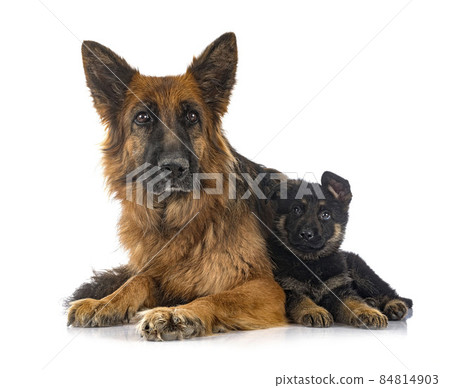 puppy german shepherd and adult puppy german shepherd and adult 84814903