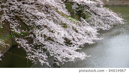 Sakura Chidorigafuchi 84814967