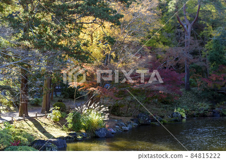 Naritasan Park, by the pond of Ryuchi, autumn leaves and ears of Japanese pampas grass 84815222