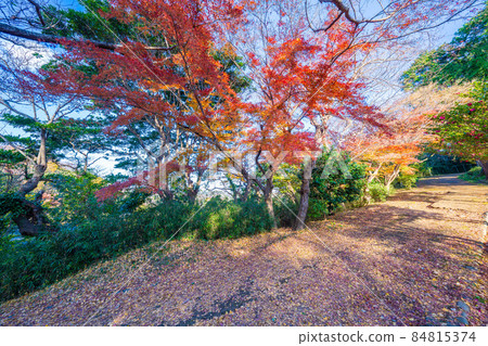 Genji san park in autumn 84815374