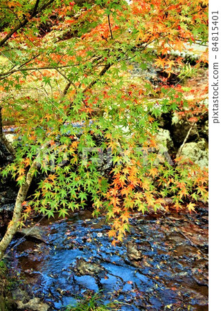 紅、綠、黃等色彩斑斕的秋葉，枝葉垂在碧波蕩漾的溪流上，宛如花紋。 84815401