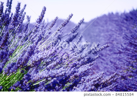 Lavender field Lavender field 84815584