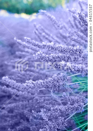 Lavender field at summer Lavender field at summer 84815587