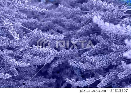Lavender field at summer Lavender field at summer 84815597