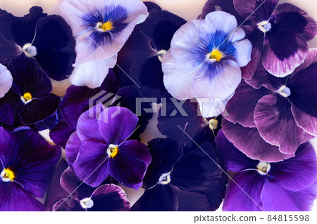 pansies styled stock scene 84815598