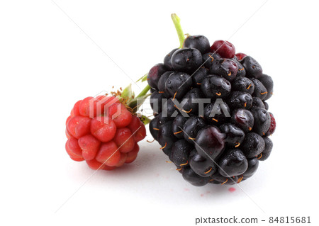 Ripe and unripe blackberries 84815681