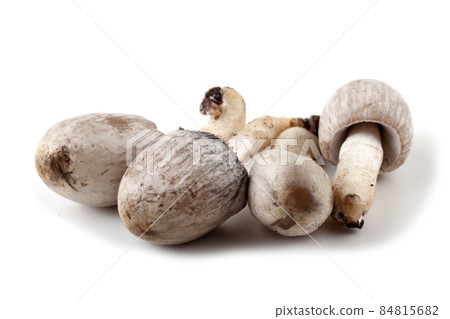 Coprinopsis atramentaria (Inky cap). Chinese medicine use this mushroom. Incompatible with alcohol. Coprinopsis atramentaria (Inky cap). Chinese medicine use this mushroom. Incompatible with alcohol. 84815682