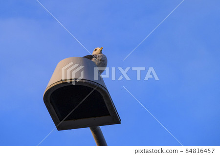 日出後不久，海鷗停留在神戶機場大橋的燈光下 84816457