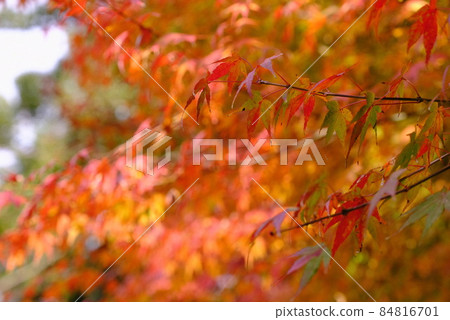 Autumn leaves up 84816701