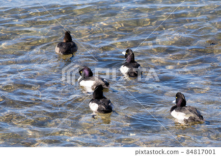 Tufted duck, a winter waterfowl on Lake Biwa 84817001