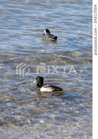 Tufted duck, a winter waterfowl on Lake Biwa 84817004