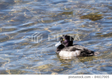 Tufted duck, a winter waterfowl on Lake Biwa 84817005
