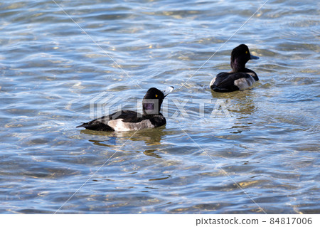 Tufted duck, a winter waterfowl on Lake Biwa 84817006