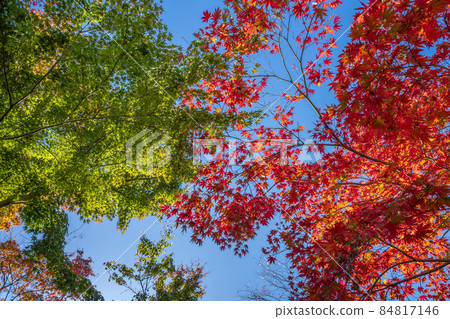 箱根紅葉攝影博物館 箱根紅葉攝影博物館 84817146