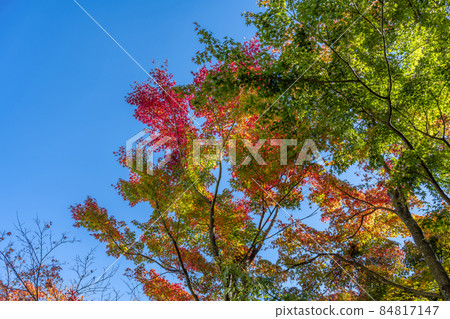箱根紅葉攝影博物館 箱根紅葉攝影博物館 84817147